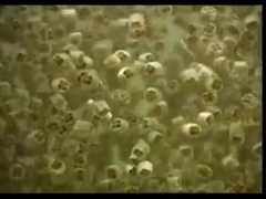 Κινούμενος αντιδραστήρας Mbbr37 Biofilm κρεβατιών μεταφορέων μέσων K1 K3 K5 Biofilm της Virgin